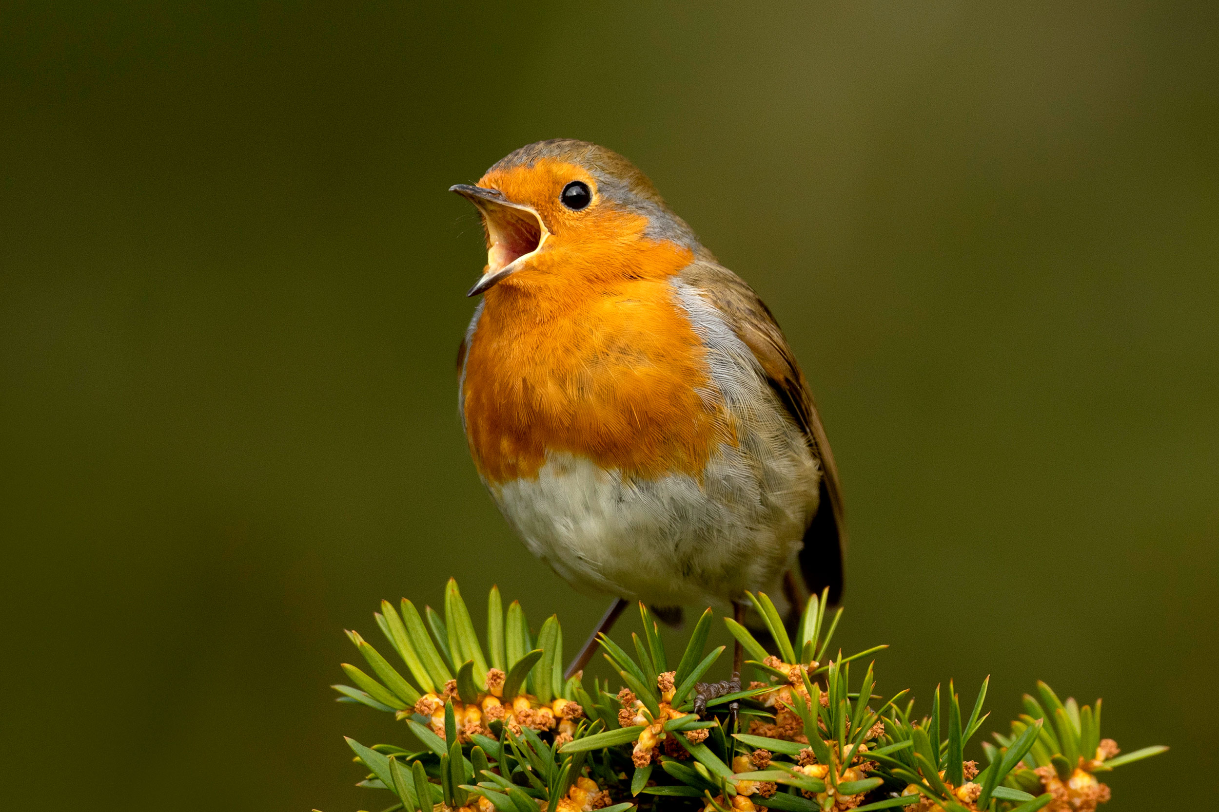 Robin singing. Photo: Ben Andrew (rspb-images.com)