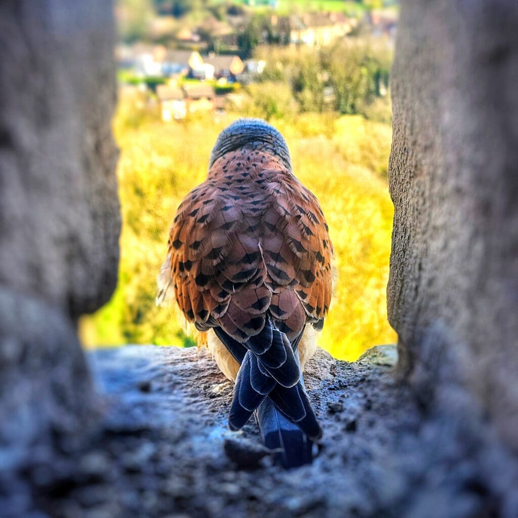 The back of a Kestrel, looking through a castle window