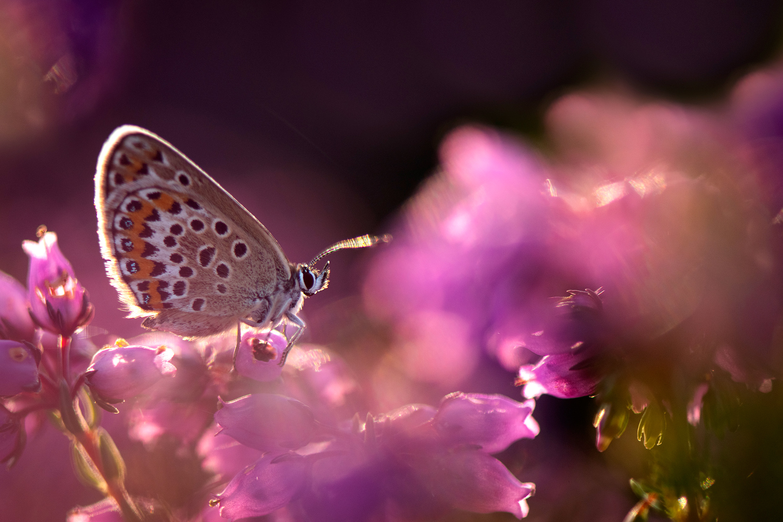 A Silver-studded Blue butterfly perched on purple Bell Heather, in the sunlight