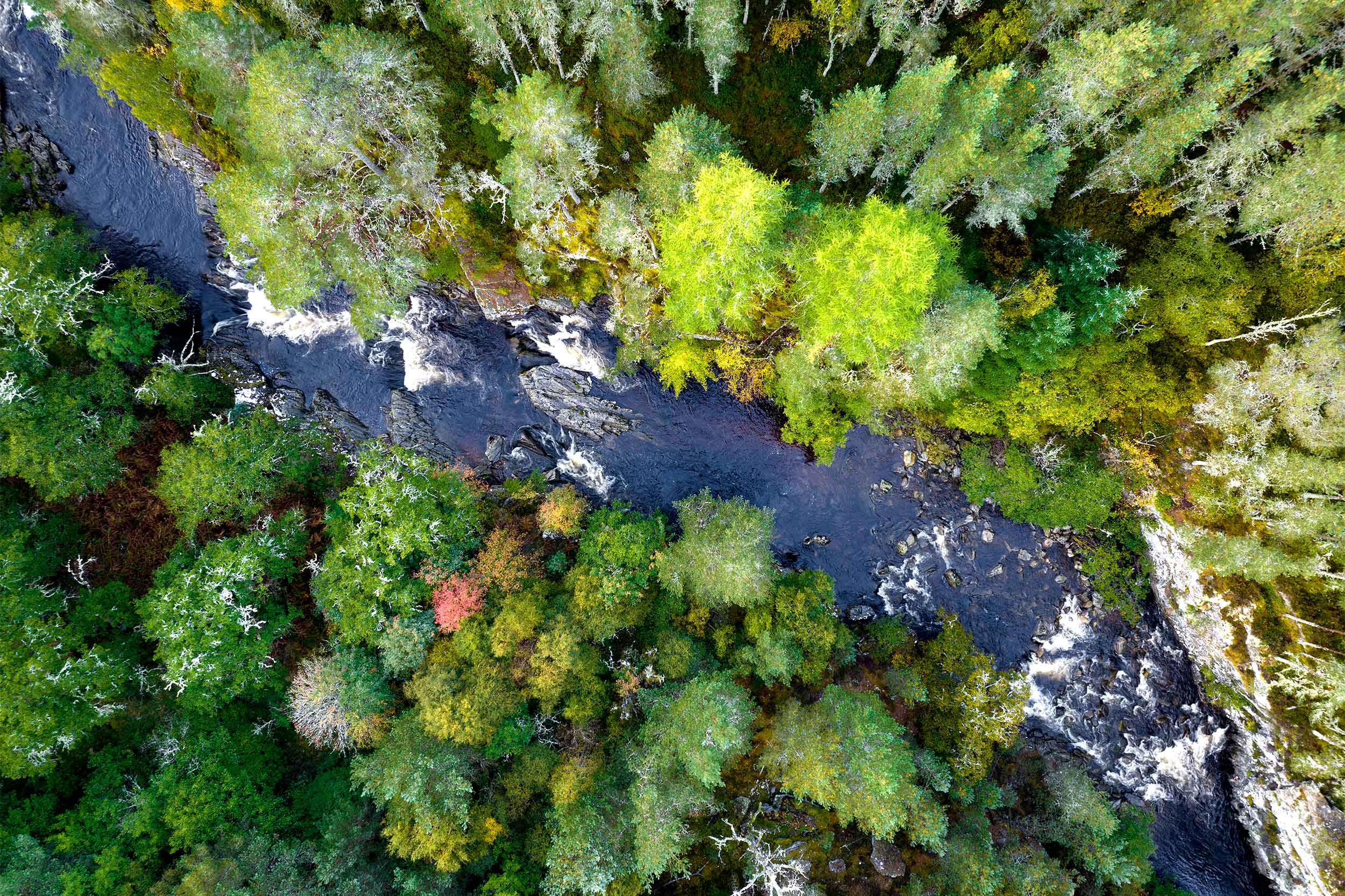 Aerial view of River Tromie cutting through woodland in RSPB Insh Marshes, Scotland