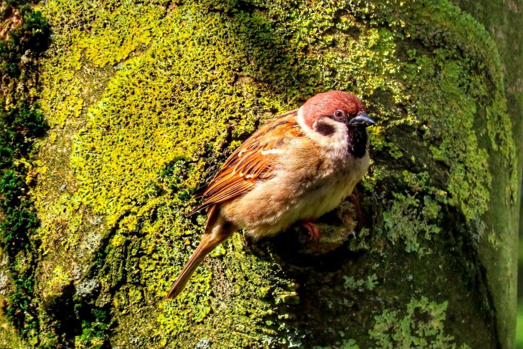 Tree Sparrow on a mossy branch