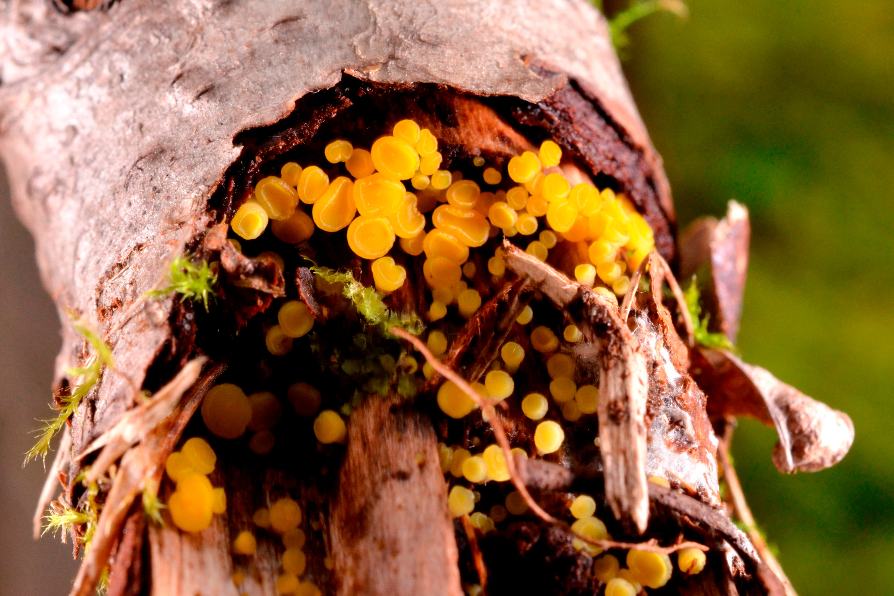 Lemon Disco with 14-spot Ladybird