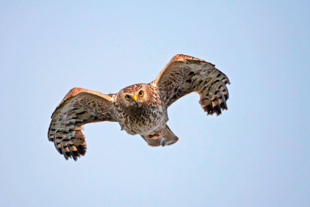 Birds of prey, such as Hen Harriers, which eat Red Grouse, have been illegally killed to keep Red Grouse plentiful for hunters