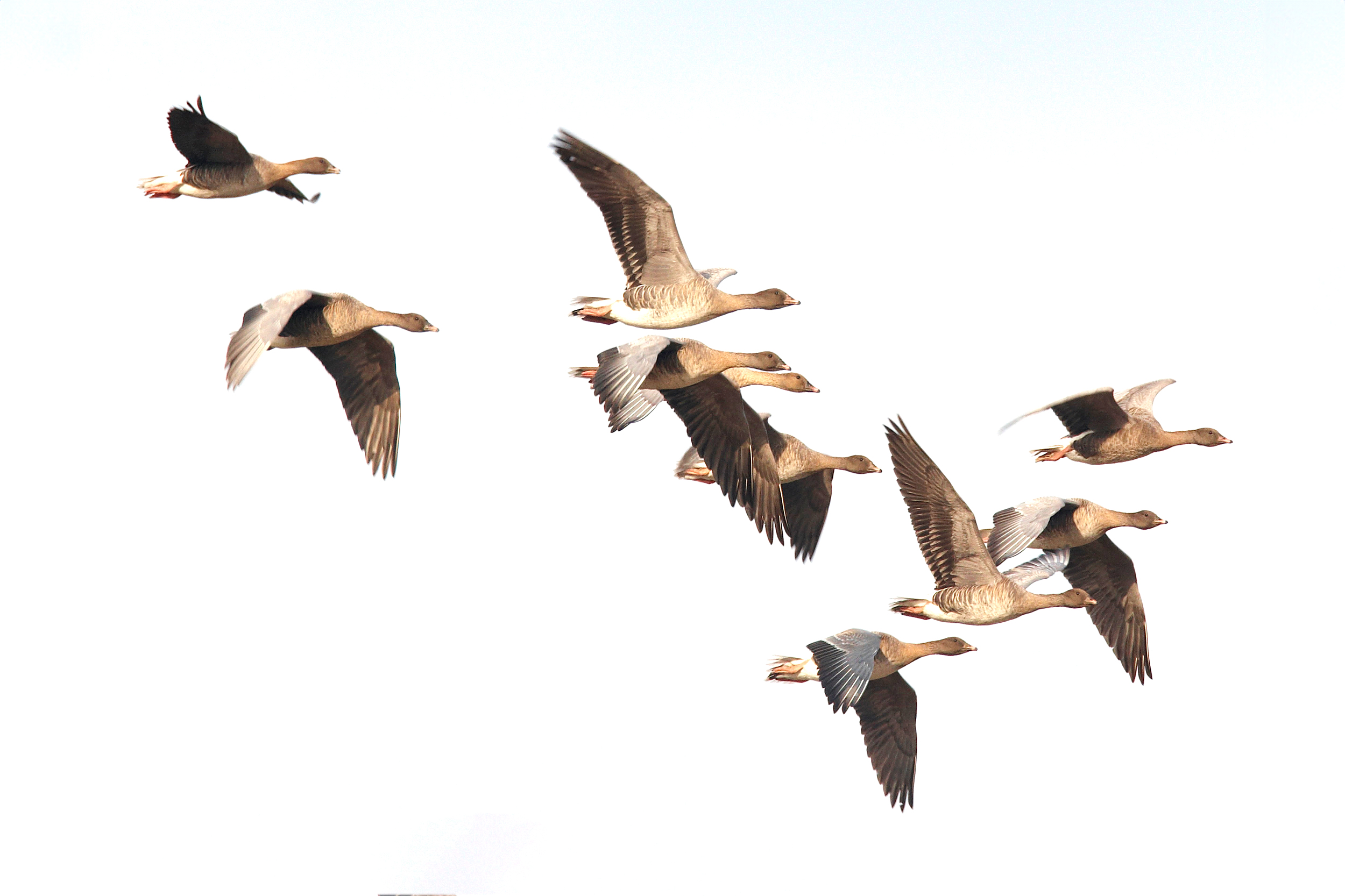 Pink-footed Geese in flight