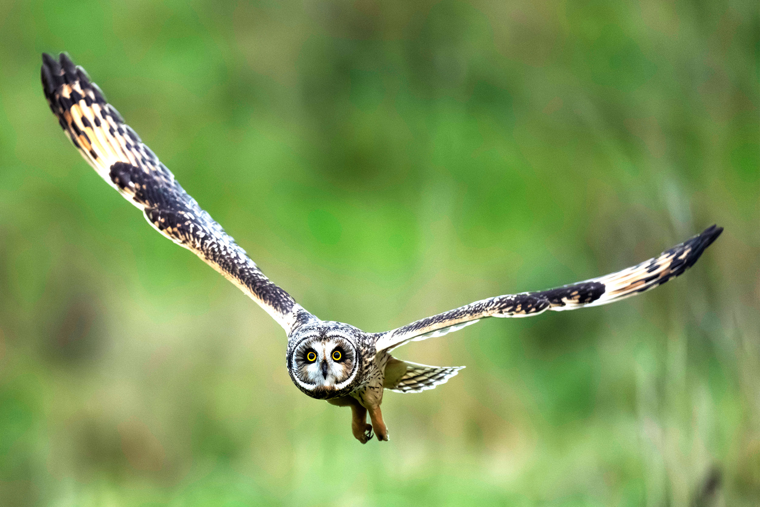 Short-eared Owl in flight