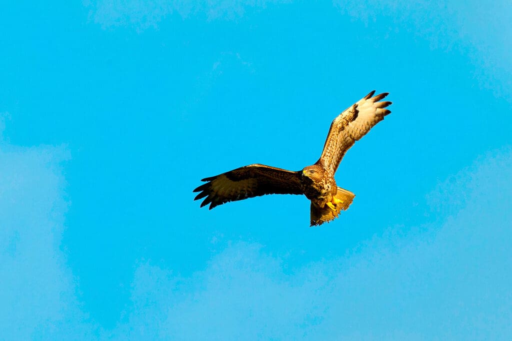 Buzzard in flight