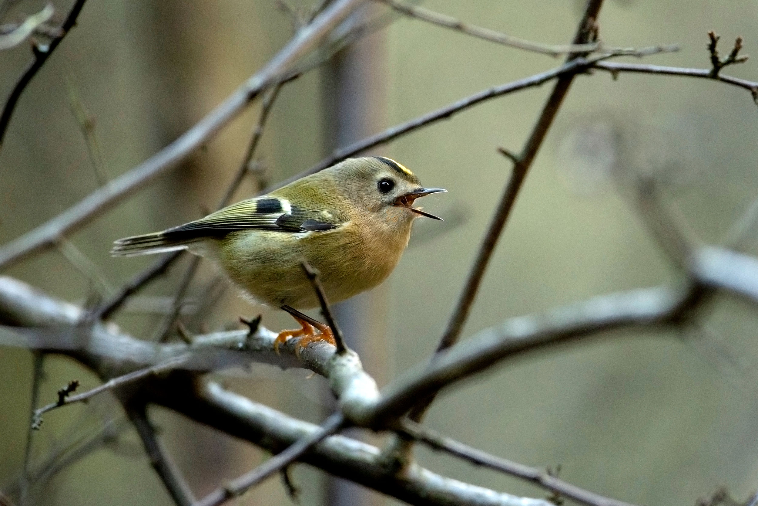 Goldcrest singing