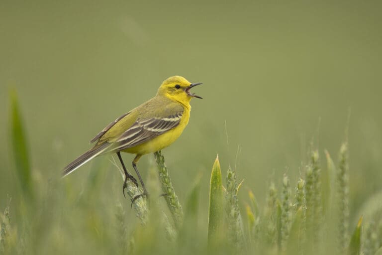 Yellow Wagtail on wheat