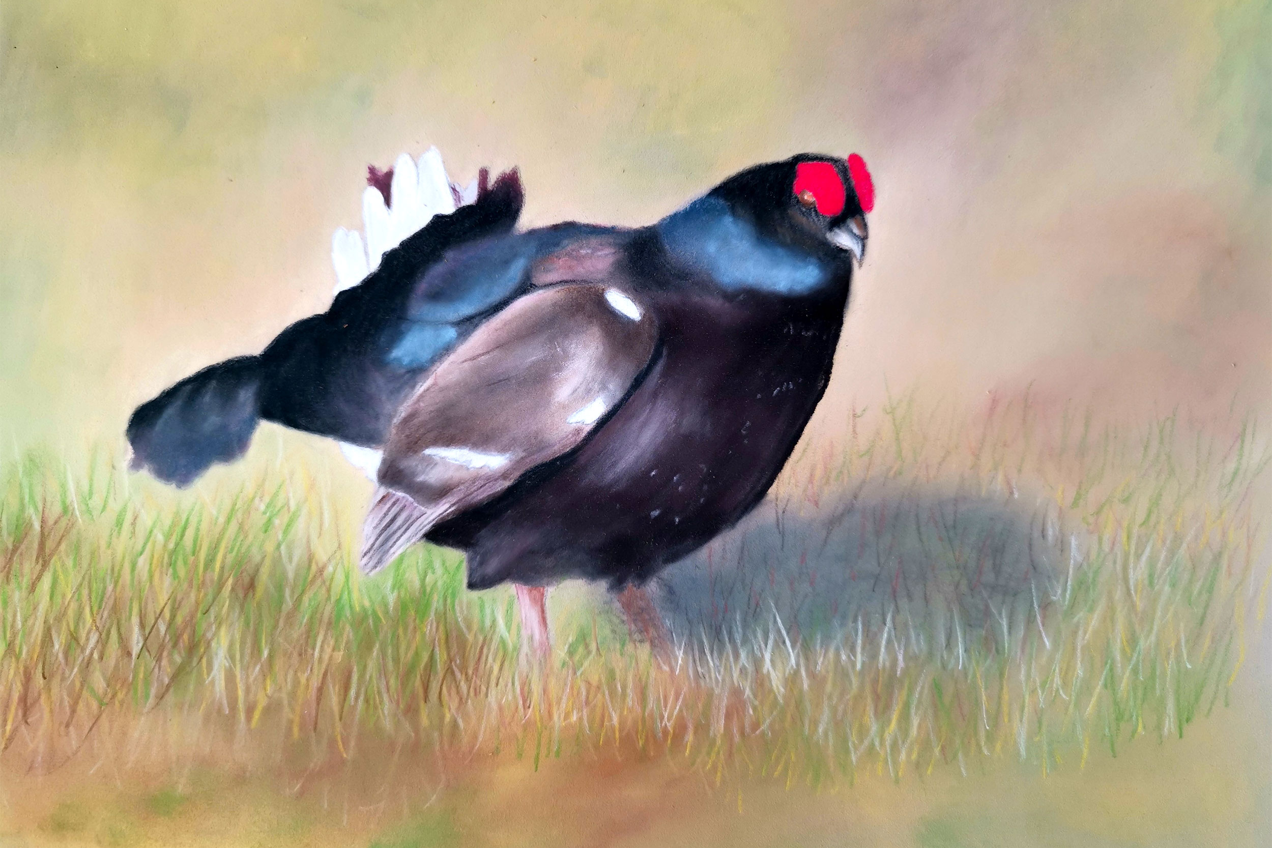 A picture of a black bird with red markings on its head, in grass