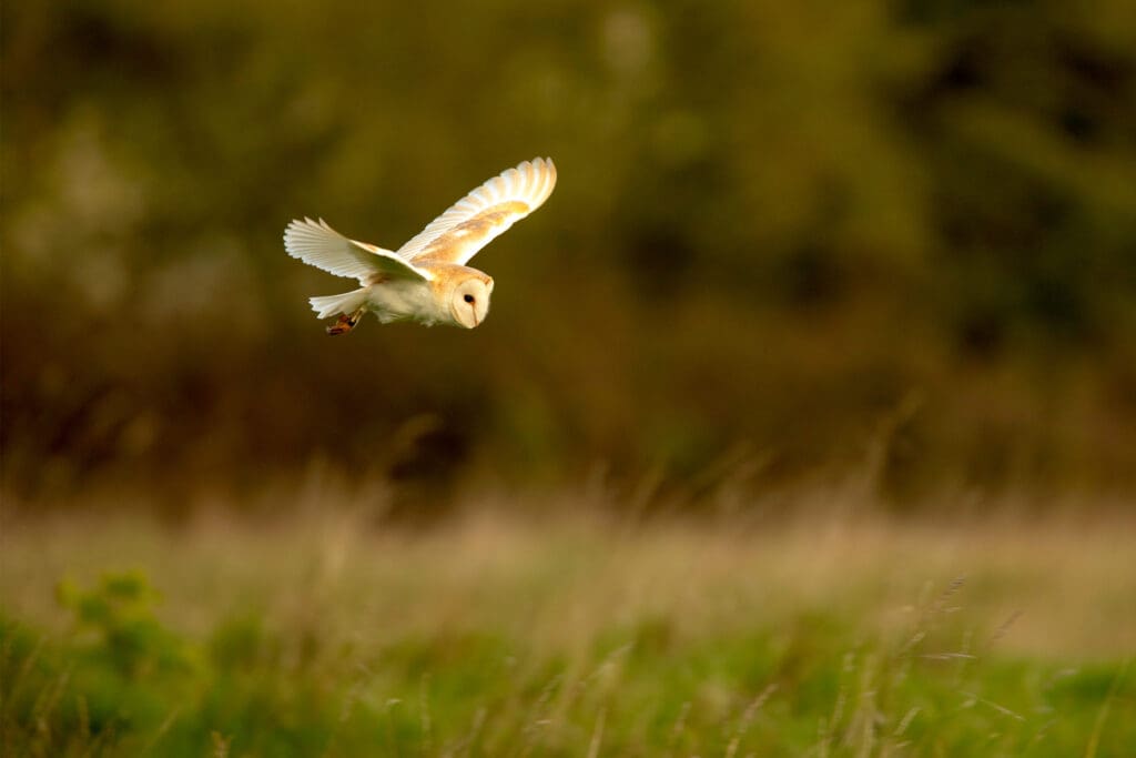 Barn Owl flying.