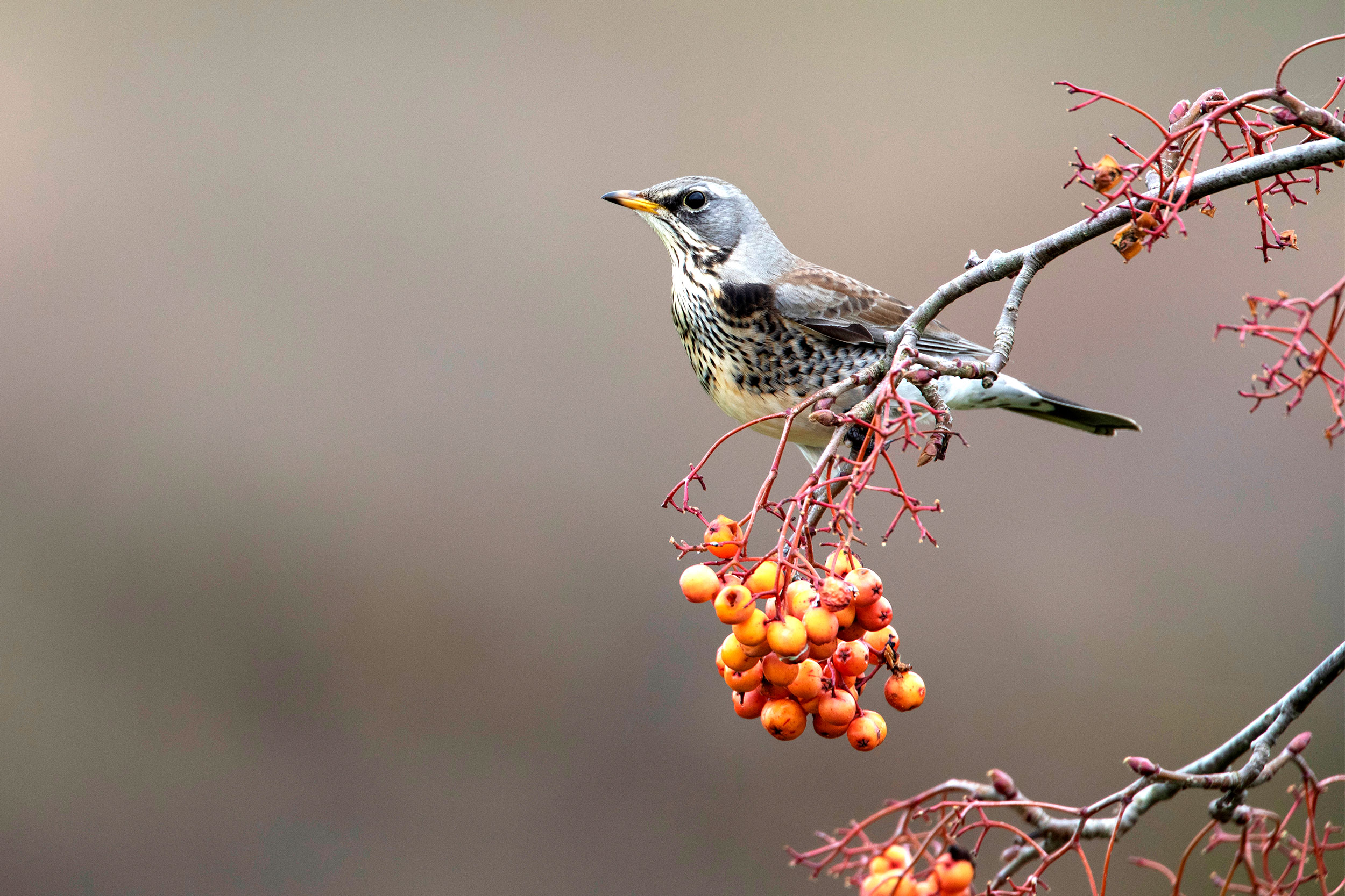 A Fieldfare perches on a branch over some berries, looking up