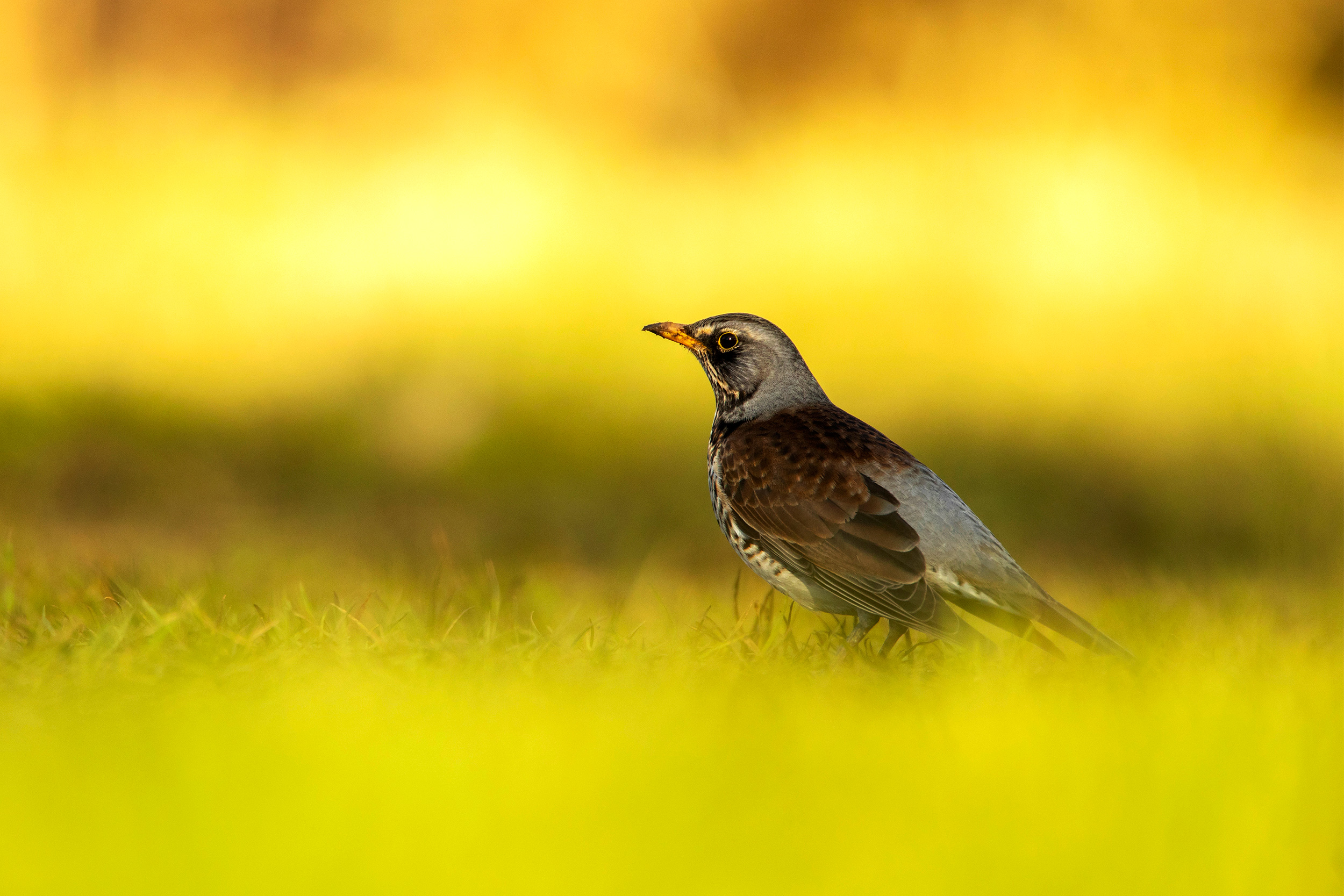 A Fieldfare at eye level