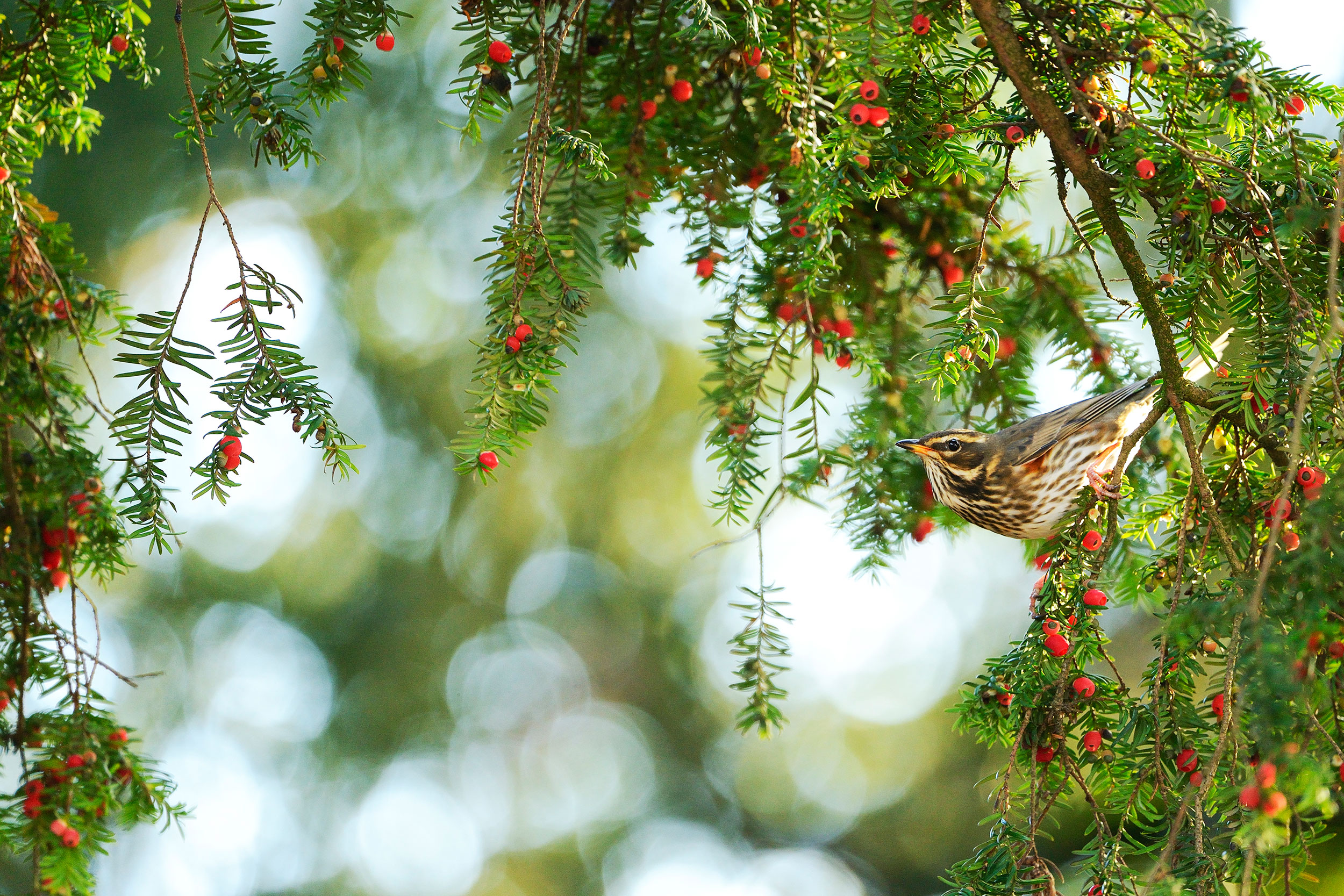 A Redwitng among hanging branches of an evergreen tree.