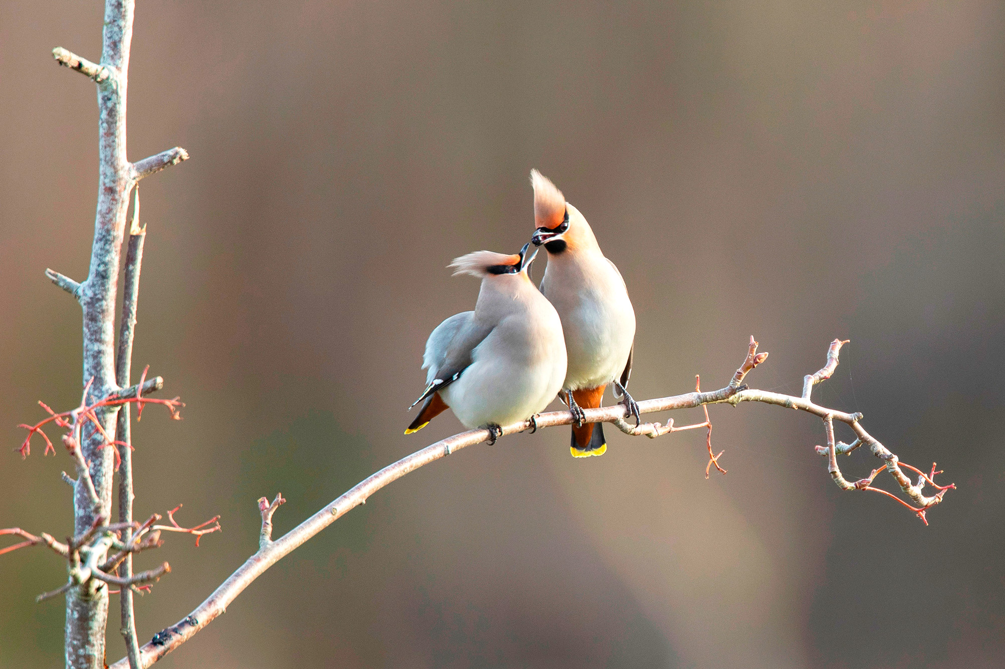 Waxwings passing a berry between them while sitting on a branch.