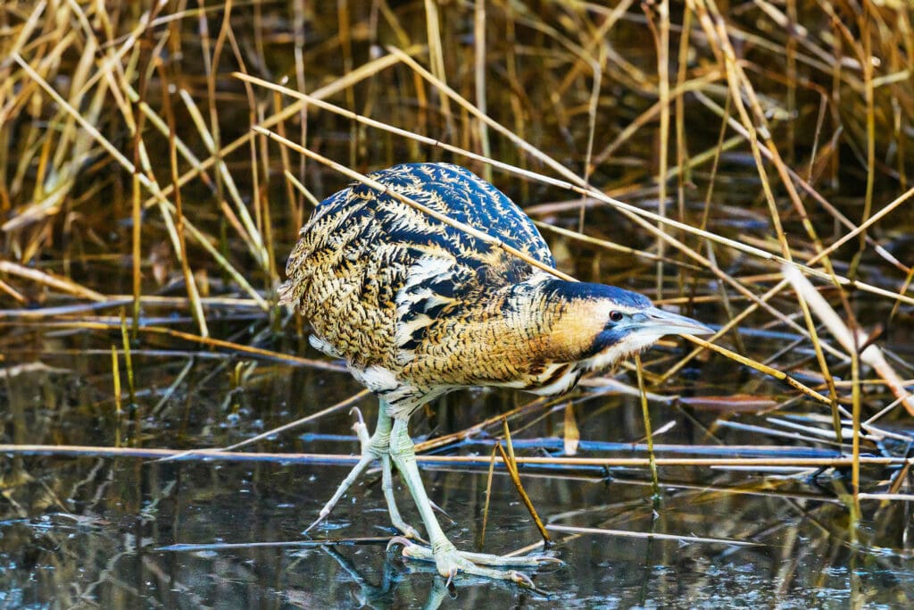 Bittern walking on ice. Photo: Lance Fisher