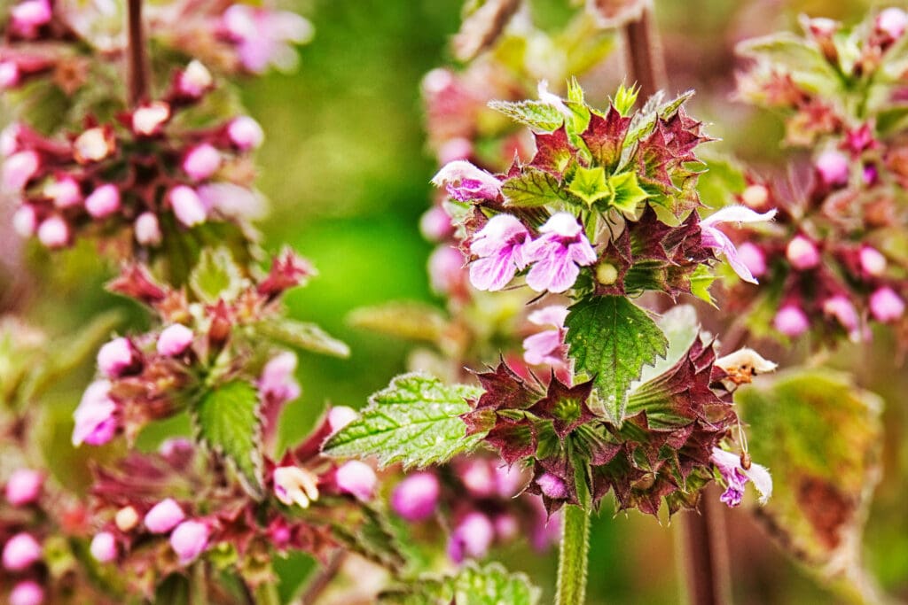 Black Horehound