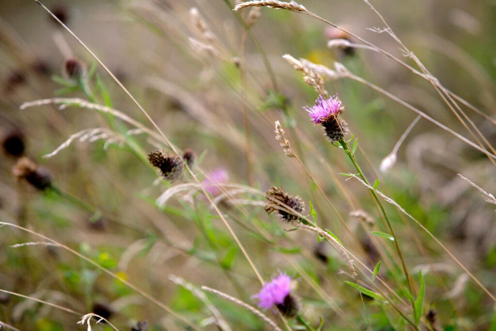 Common Knapweed