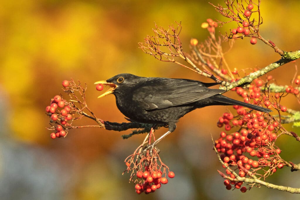 Blackbird snacking on red berries on a tree branch