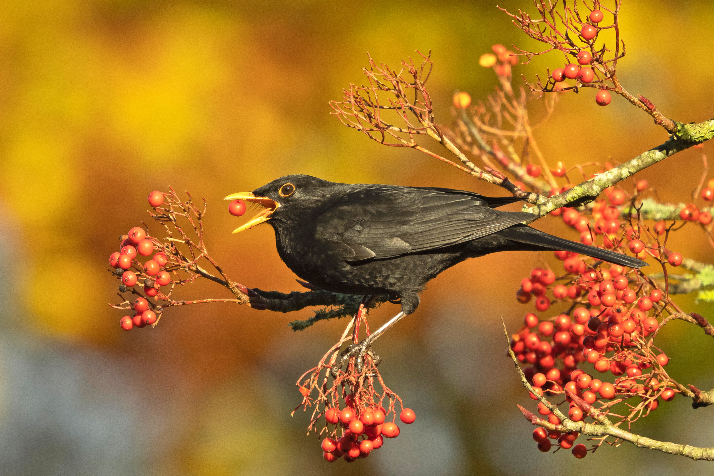 Blackbird snacking on red berries on a tree branch