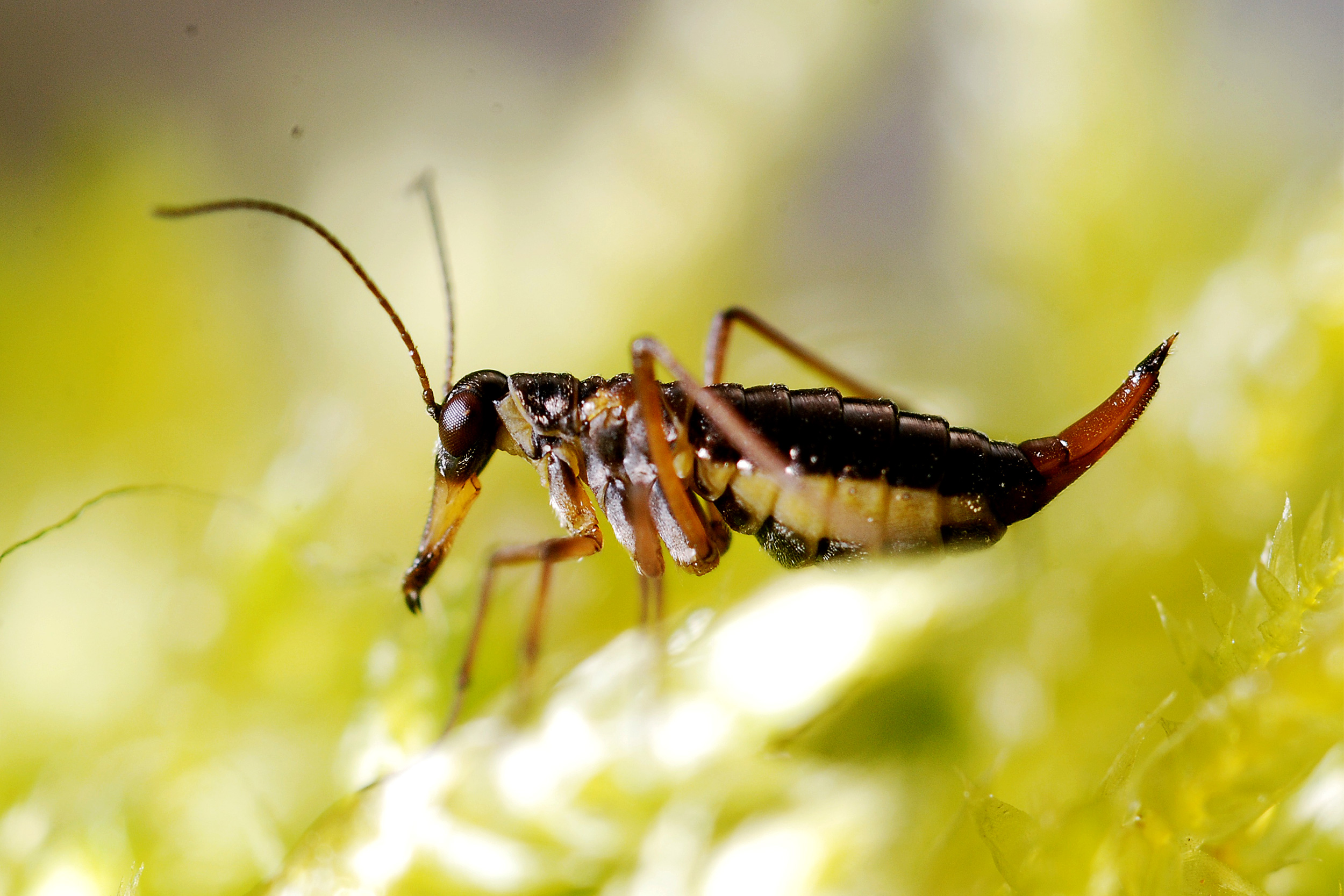 Female Snow Flea.