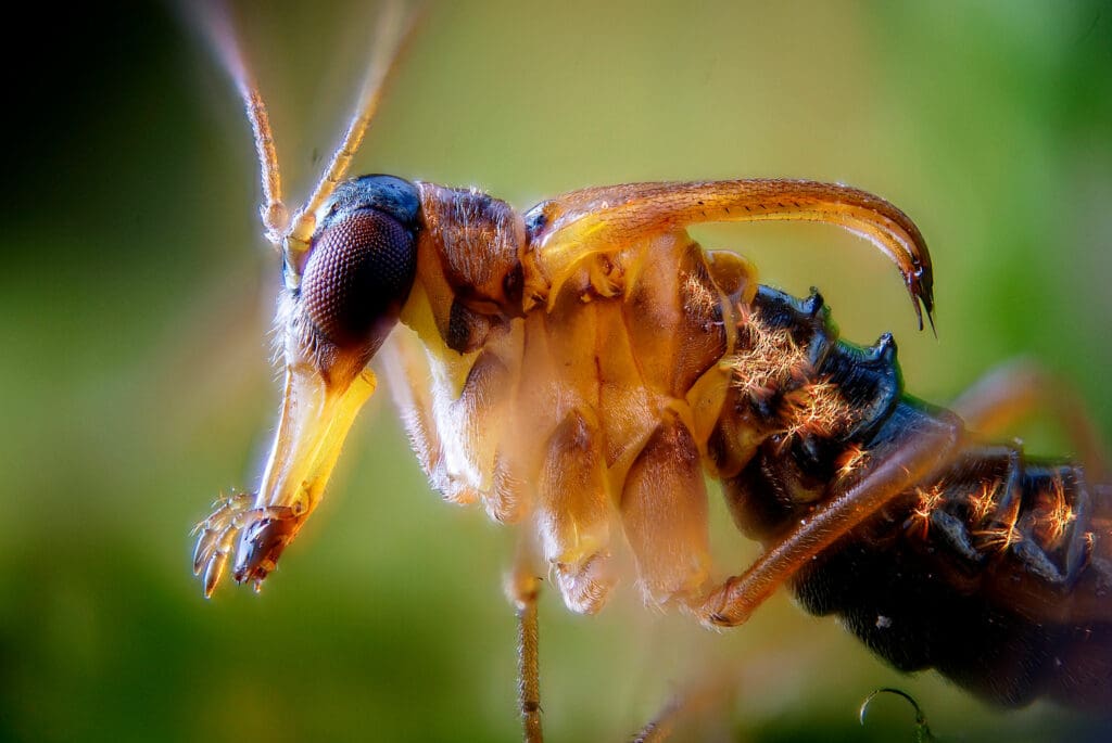 Close-up of male snow flea.