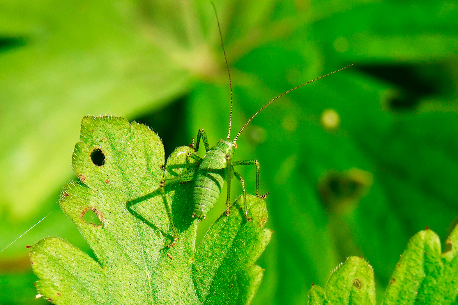 Bush-cricket