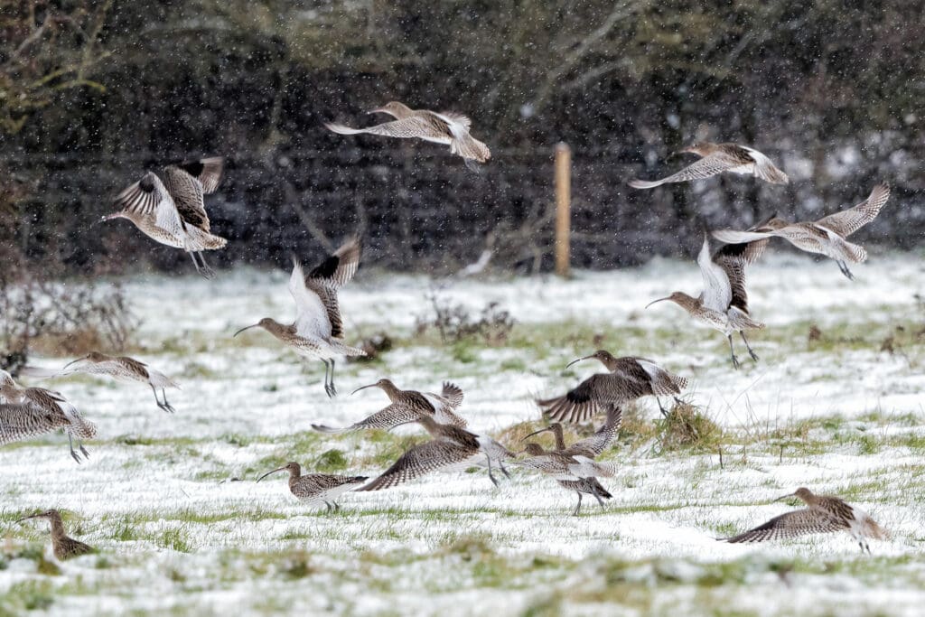 Curlews, which are plentiful at the brackish Volunteer Marsh on the reserve, take flight in the snow.