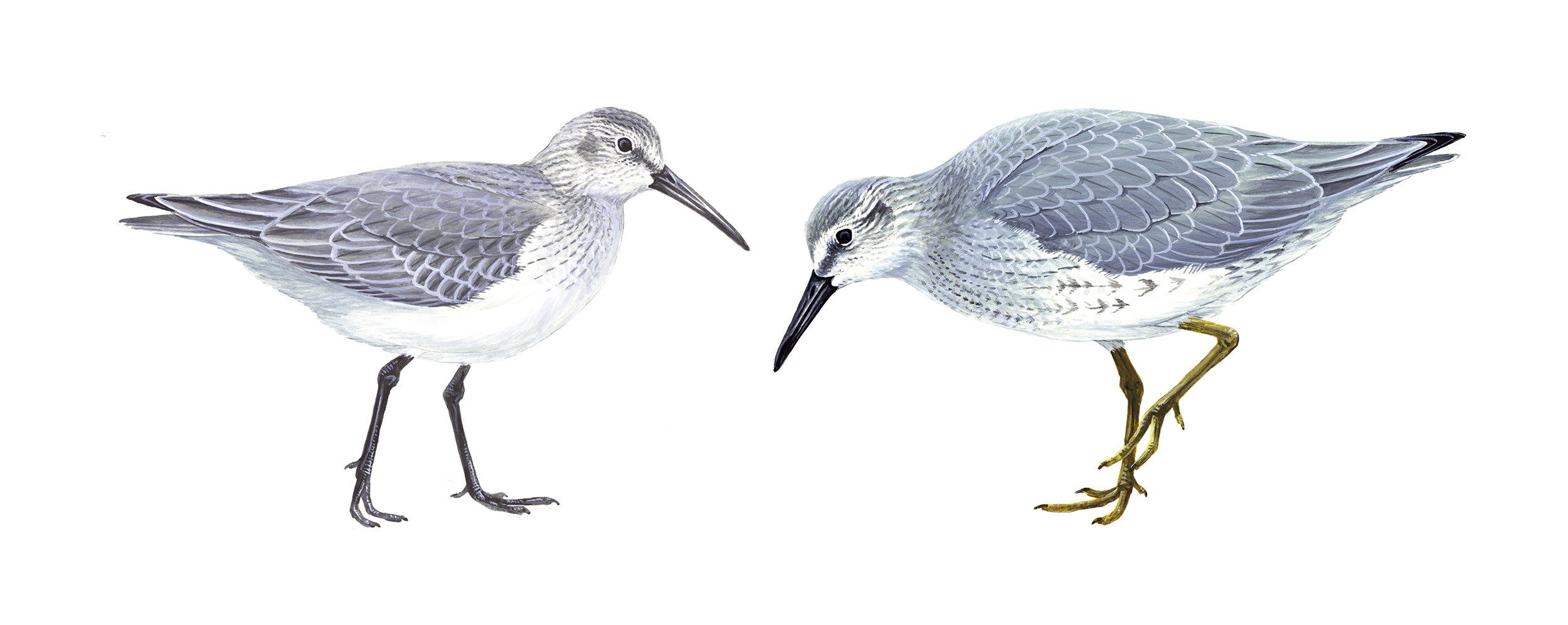 Illustration of a Dunlin (left) and a Knot (right)