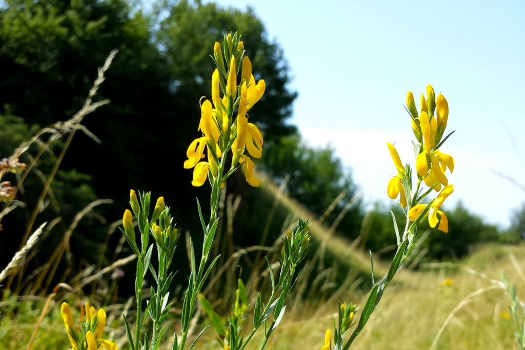 Dyer's Greenweed