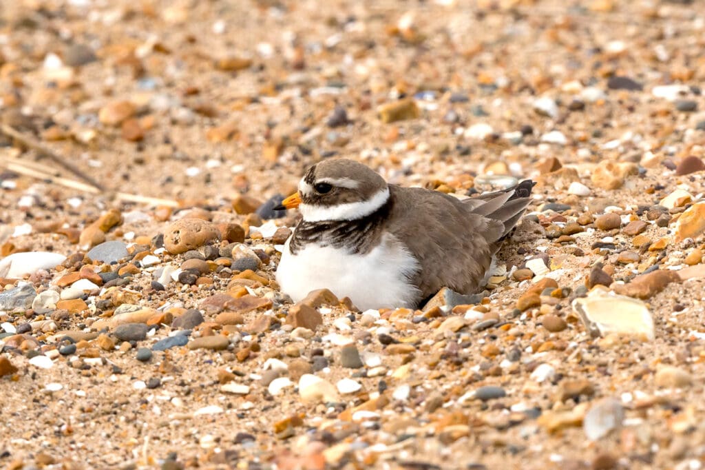 Ringed Plover sitting on a nest among stones