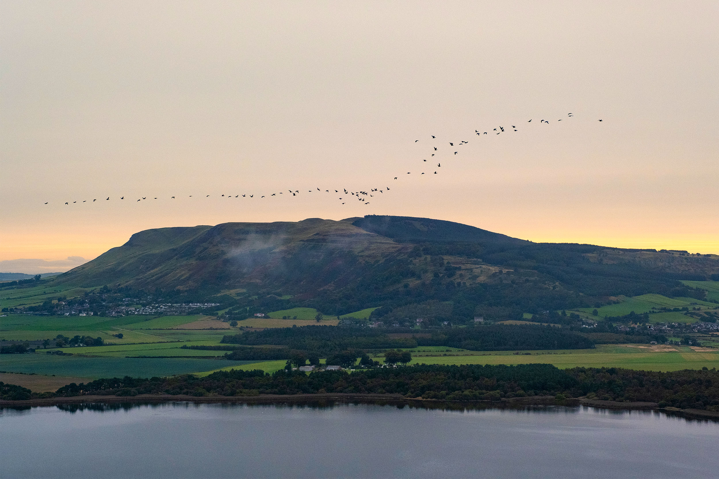 Join a Goose Walk at Loch Lomond. Birds flying over RSPB Loch Lomond.