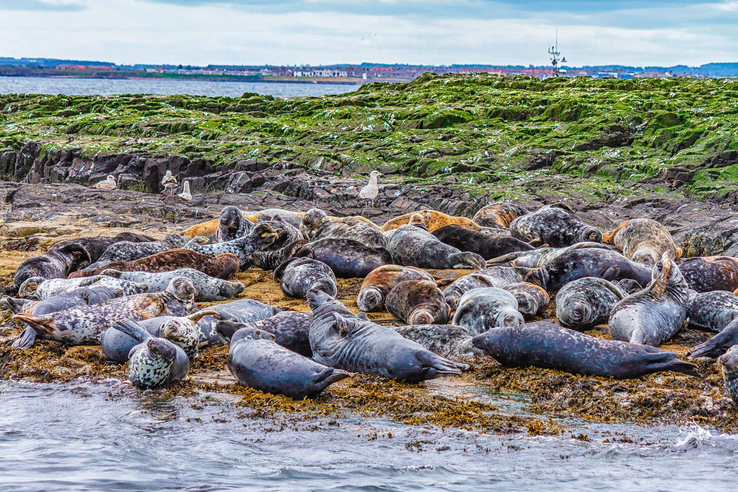 A group of Grey Seals reclining on a small seaweed-covered shore with grass in the background