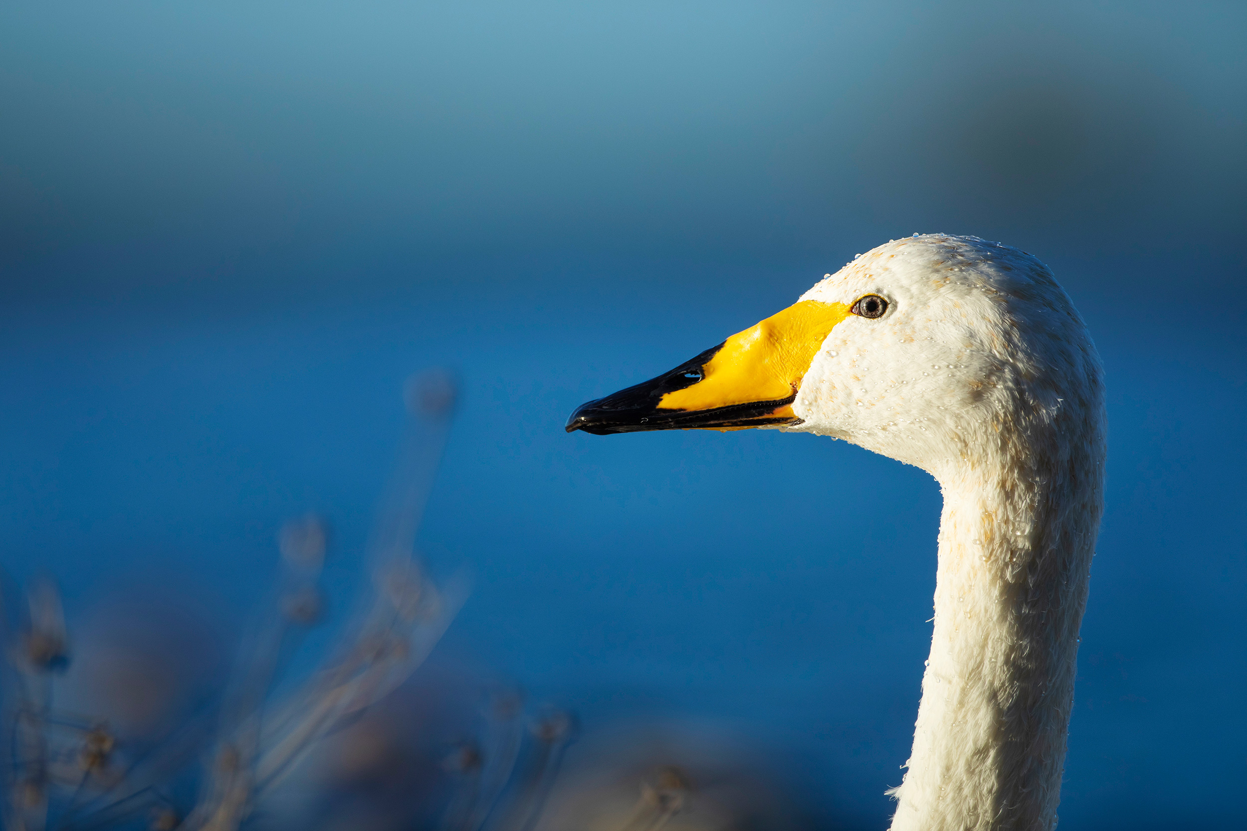 Whooper swan on a hazy blue background.