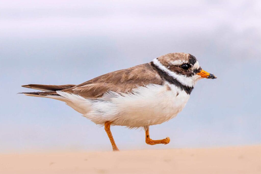 A Ringed Plover with one foot.