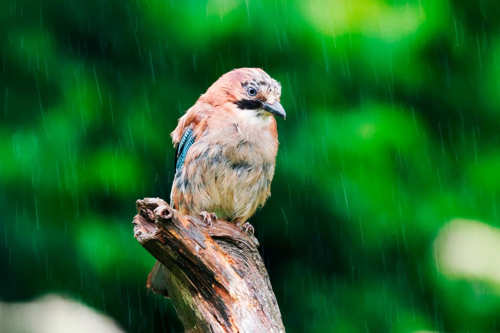 Wet day, wet Jay