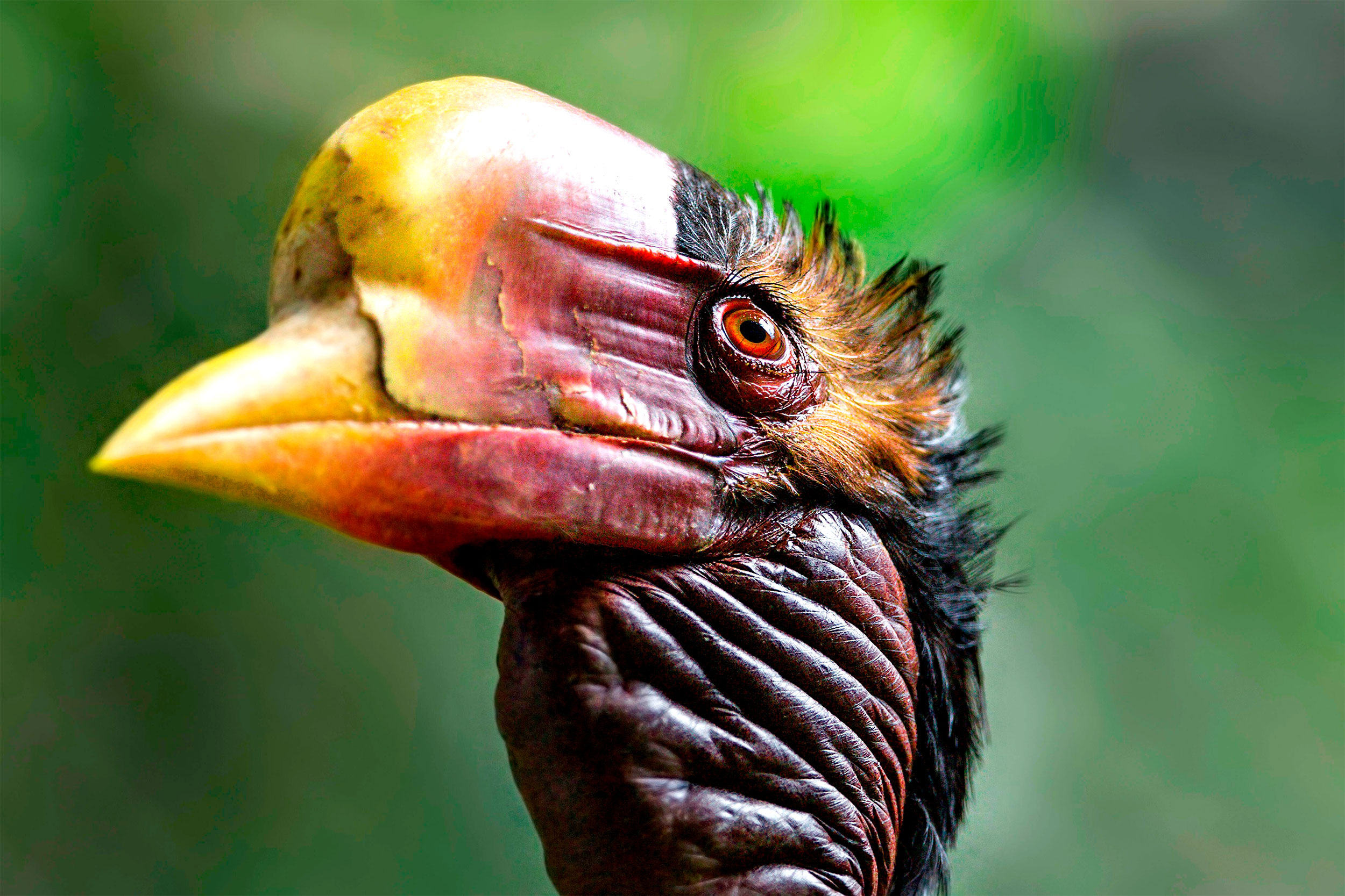 The head of a Helmeted Hornbill with its impressive red and yellow bill and casque