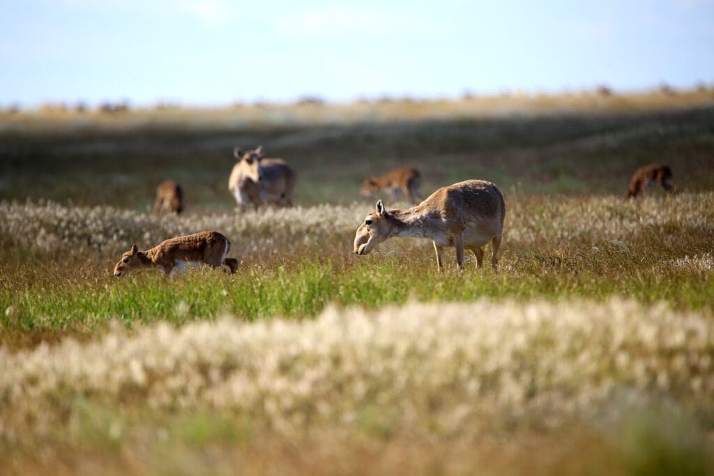 Saiga Antelope