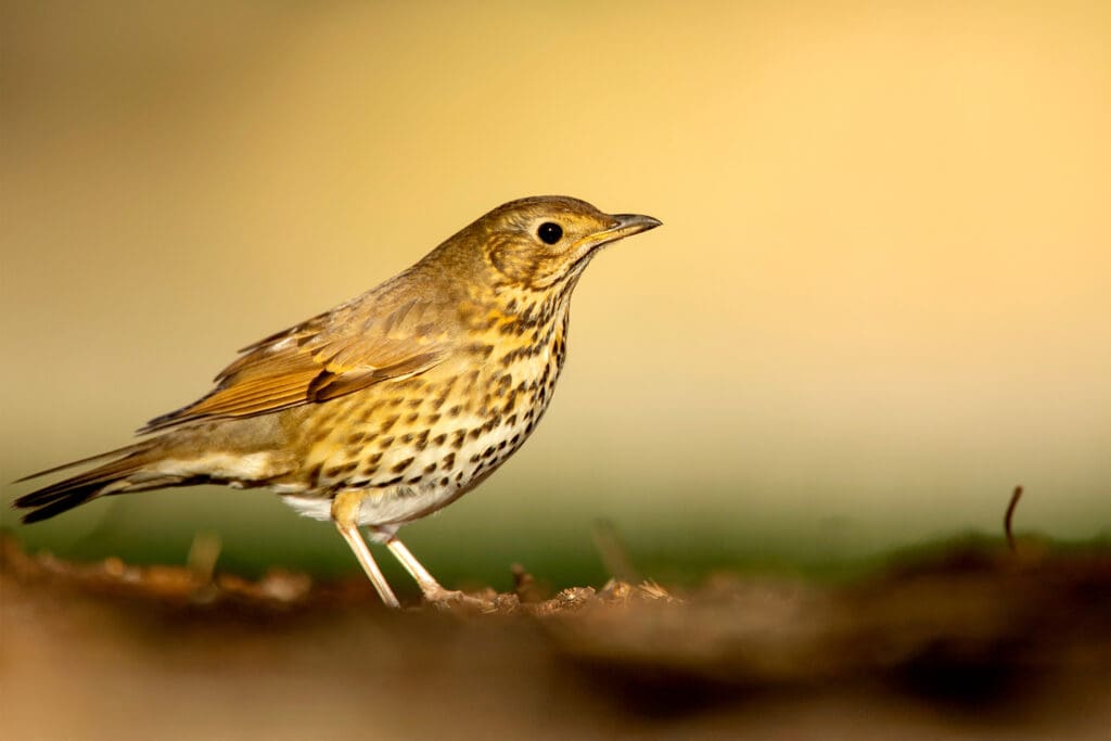 Song Thrush