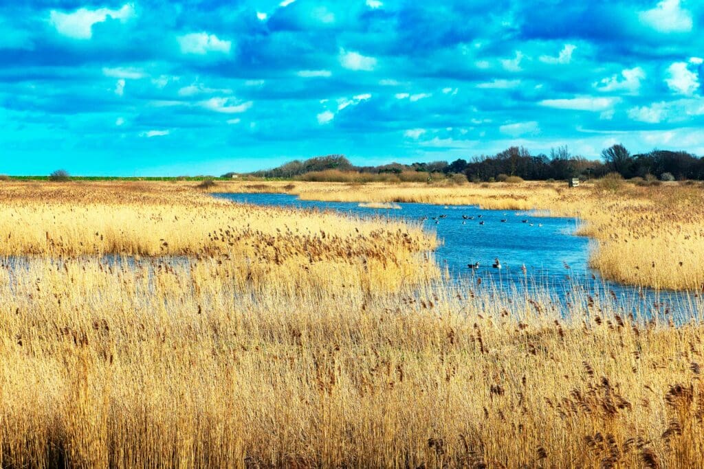 RSPB Titchwell Marsh