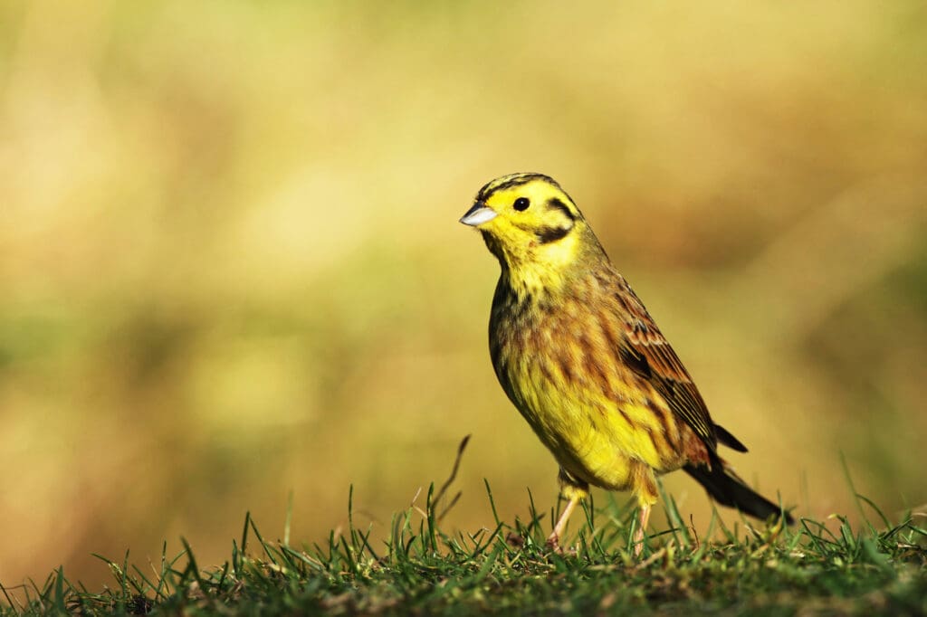 A Yellowhammer on grass with a hazy background.