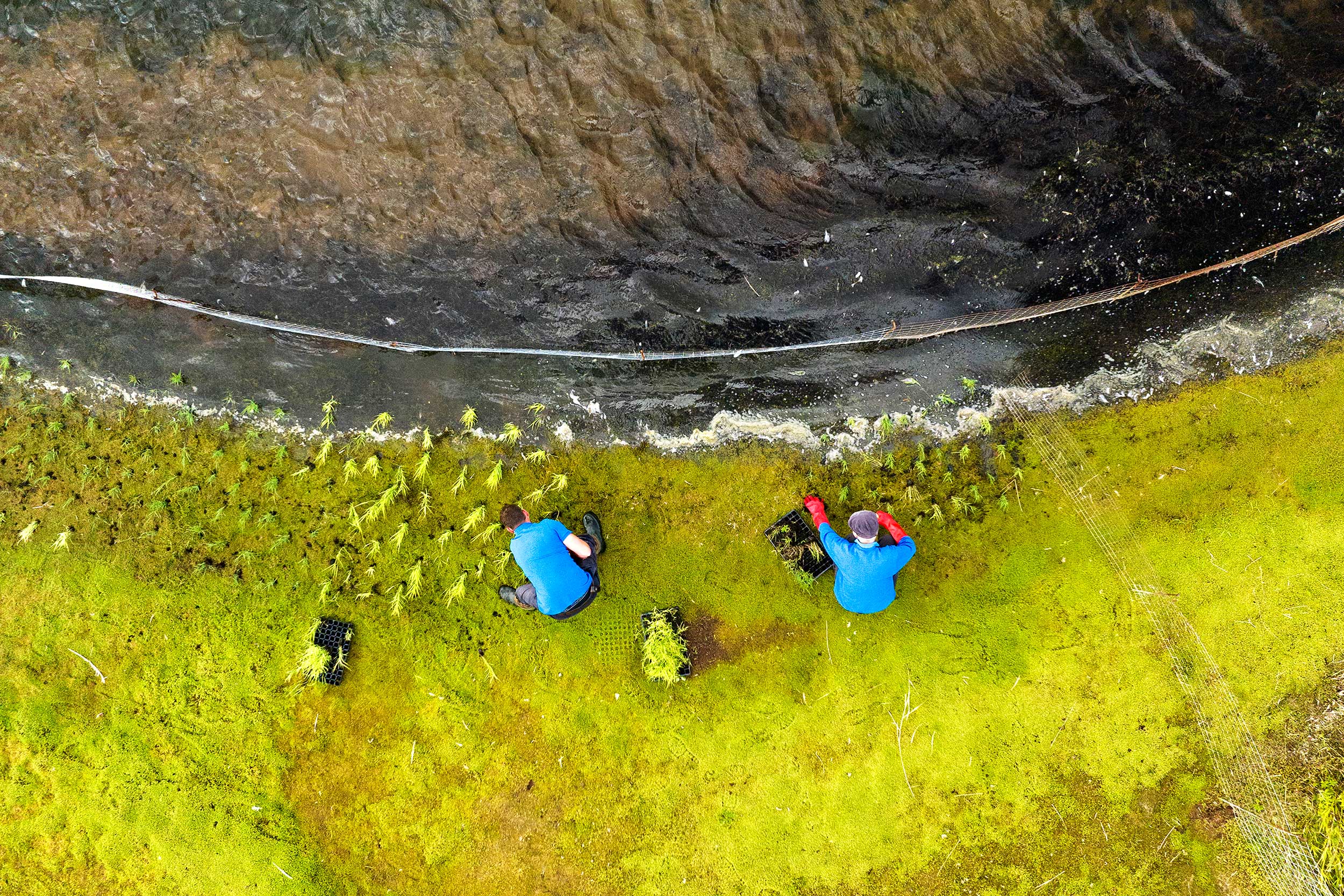 People planting reed seedlings