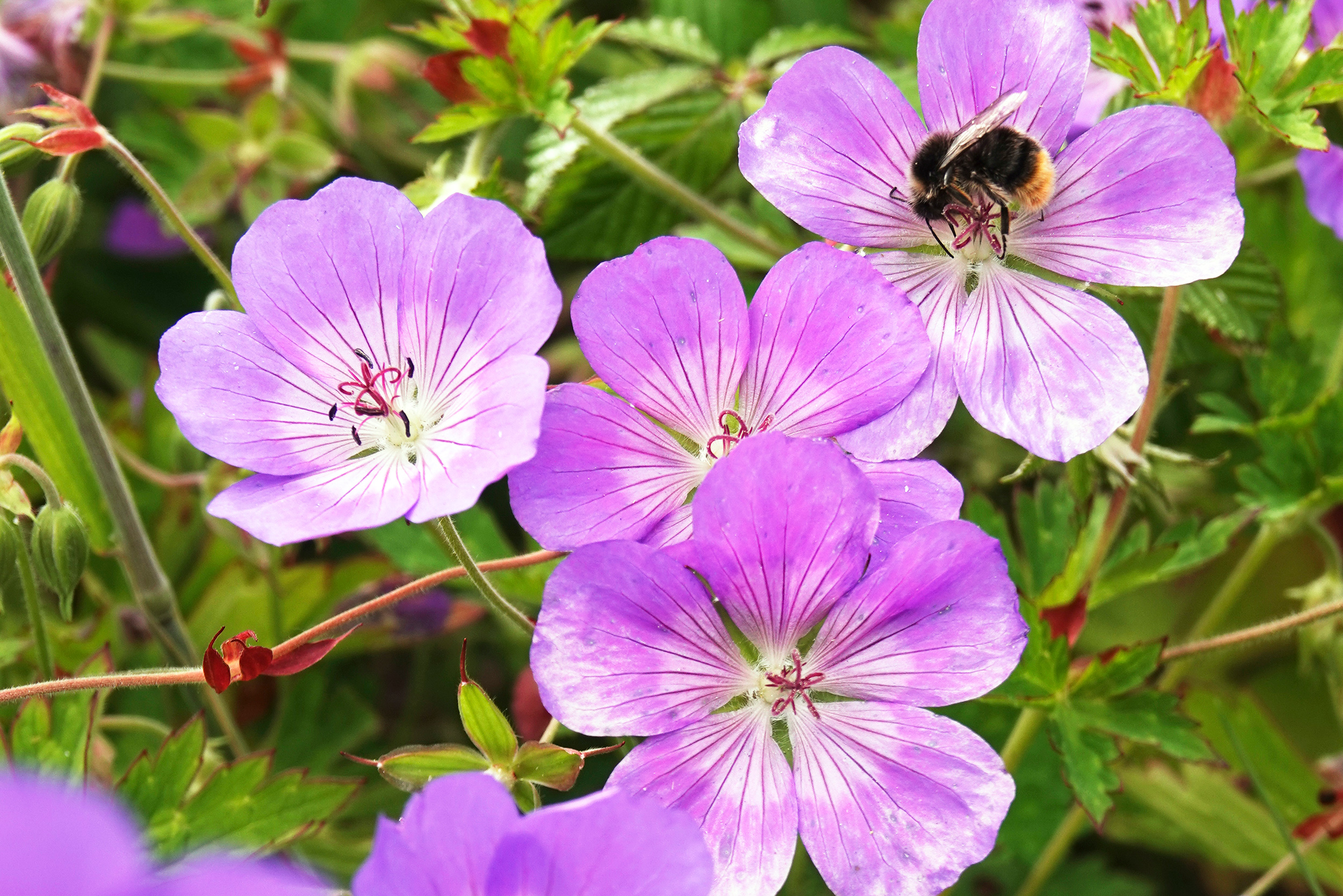 Hardy geraniums.