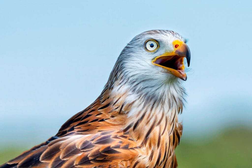 A close-up of a Red Kite with a blueish-white head, yellow eye and beak and ruddy body. The Red Kite has its mouth open and looks astonished.