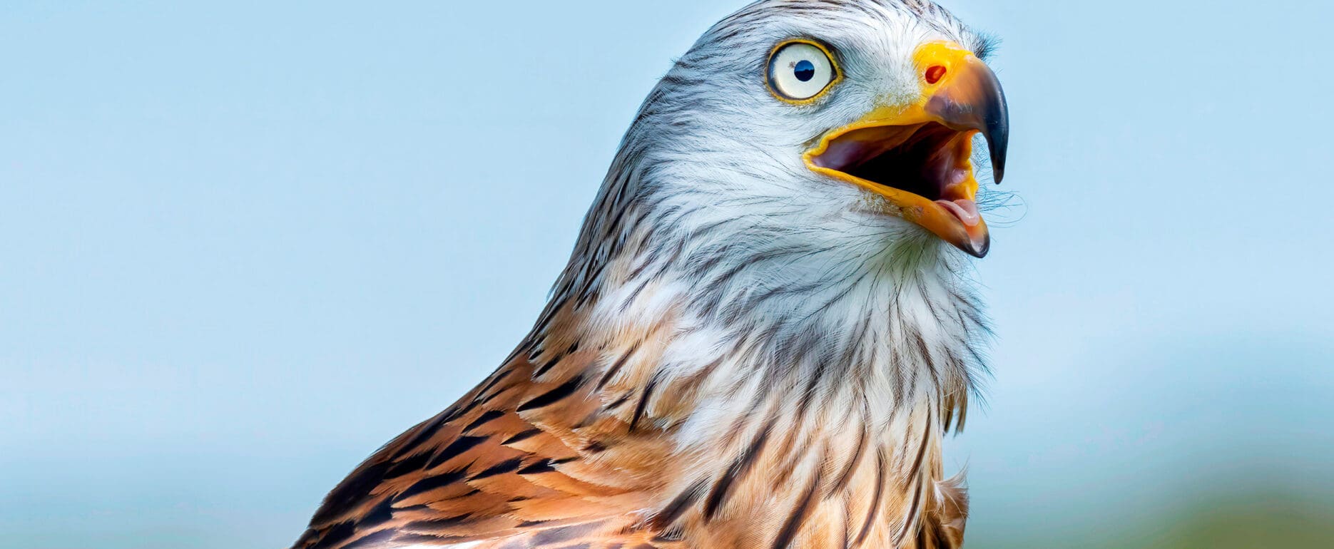A close-up of a Red Kite with a blueish-white head, yellow eye and beak and ruddy body. The Red Kite has its mouth open and looks astonished.