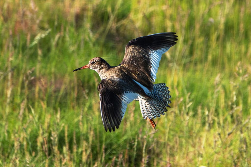 Redshank flying