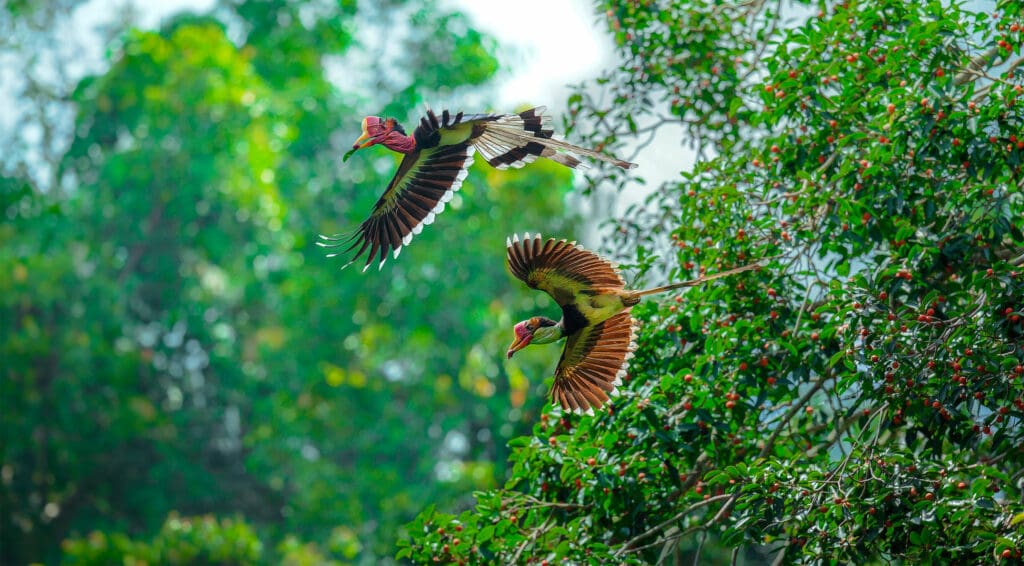 Helmeted Hornbills in the Harapan rainforest