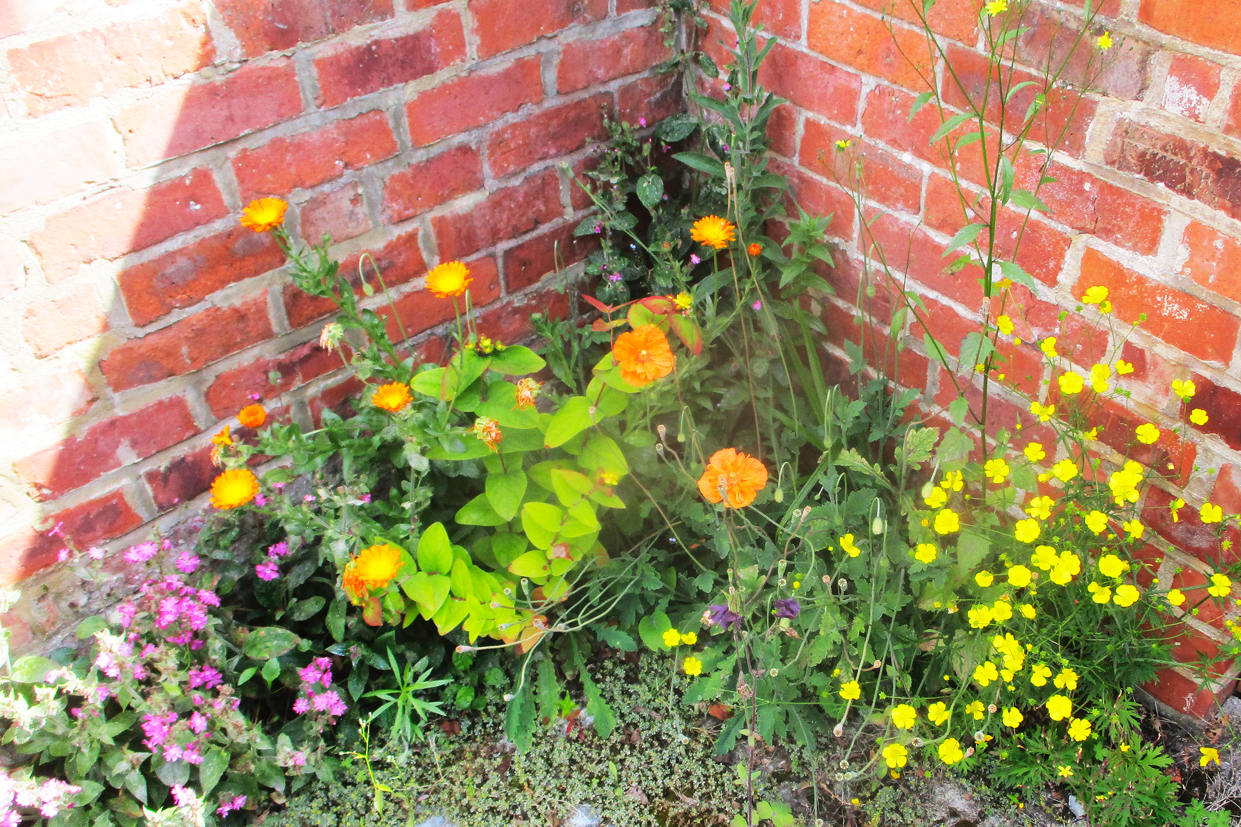 A vibrant back lane by Graham’s house.