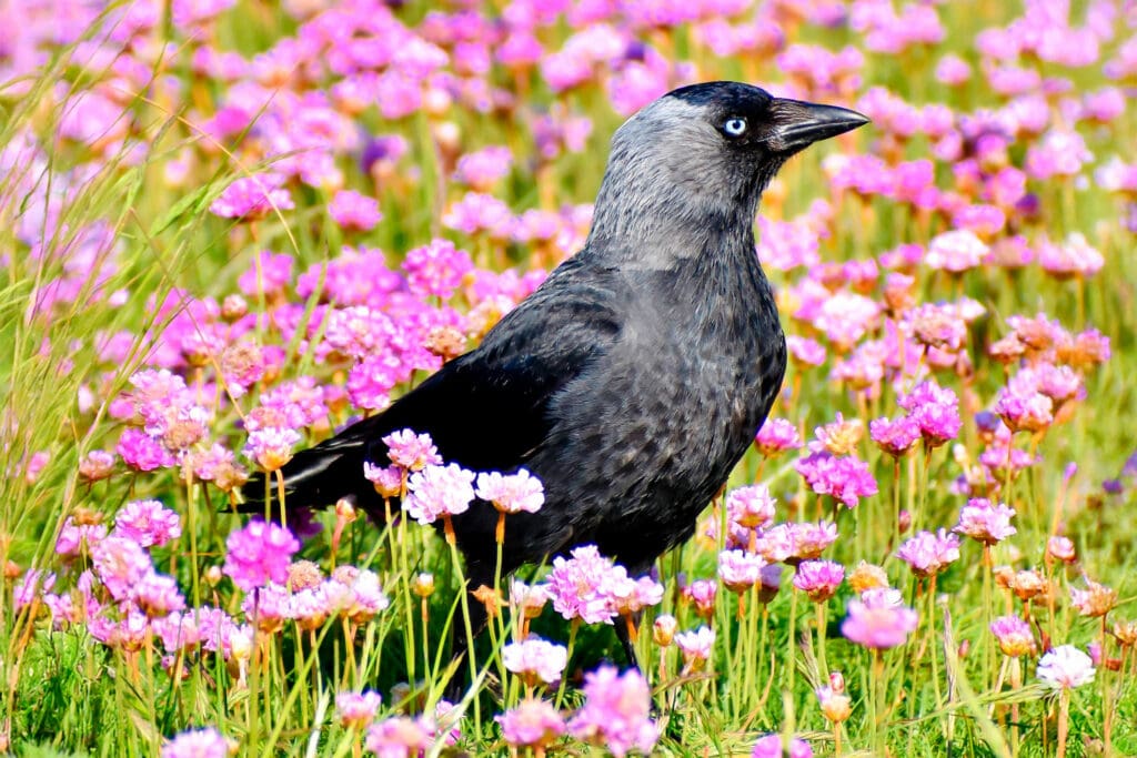 Jackdaw by Meryn Woodland