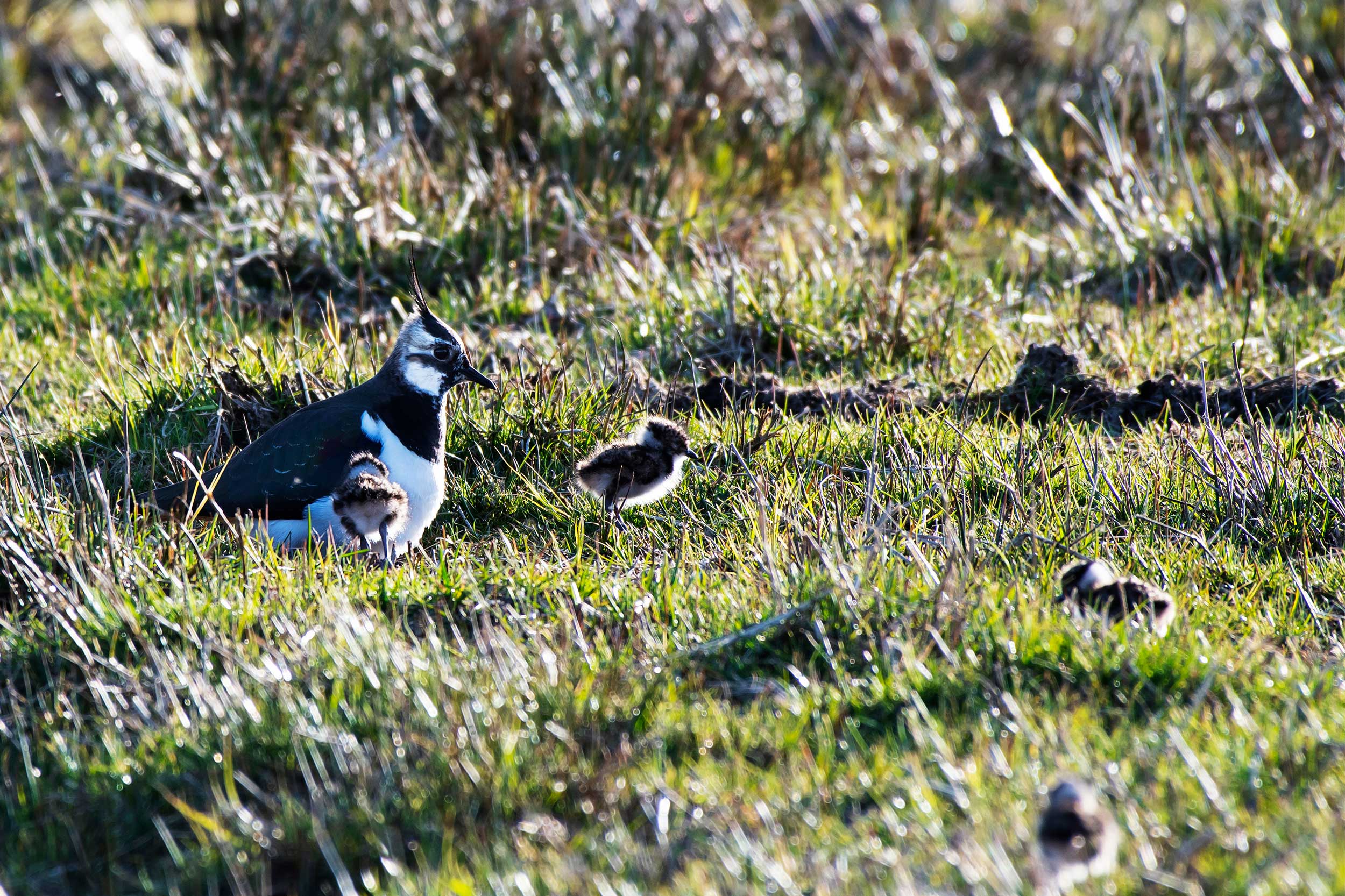 Lapwing nest at Old Moor.