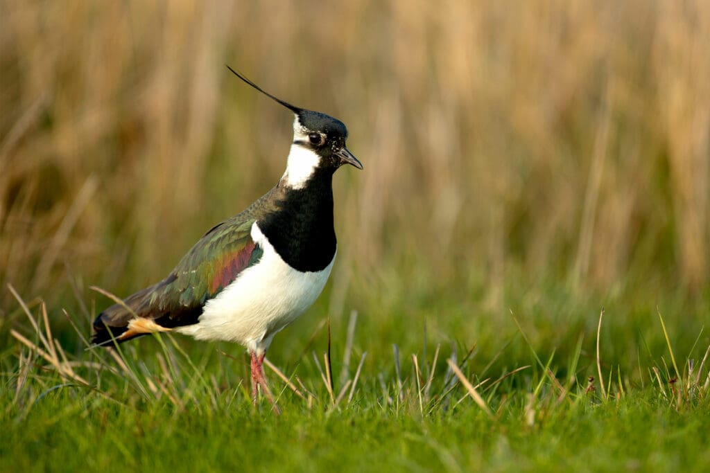 Lapwing walking